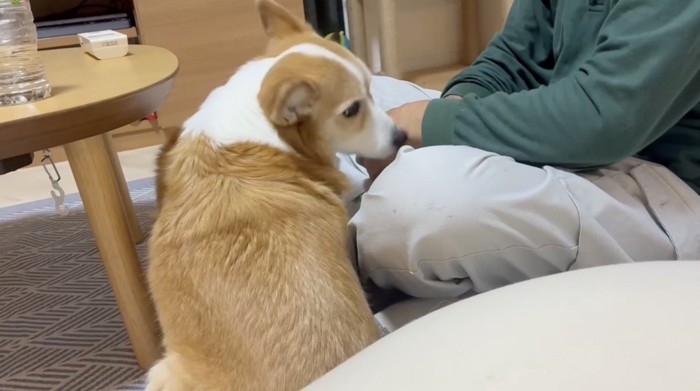 おじいちゃんの手に顔を近づける犬