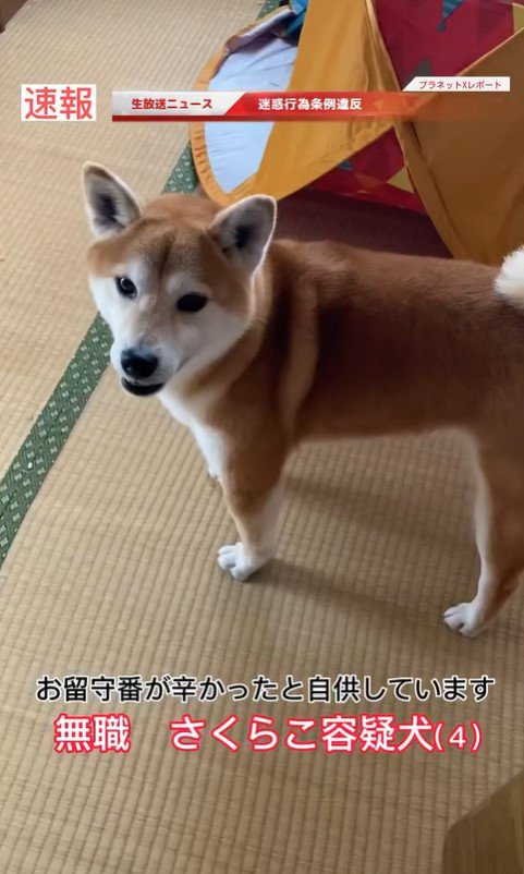 さくらこちゃんの現行犯逮捕6