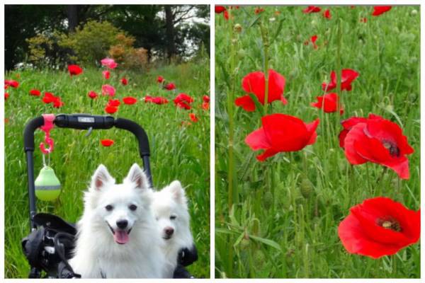 ポピーの花と犬