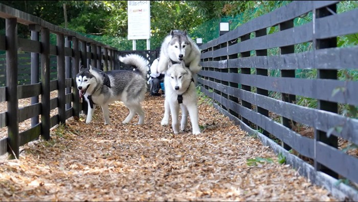 前にいる犬を飛び越える大型犬