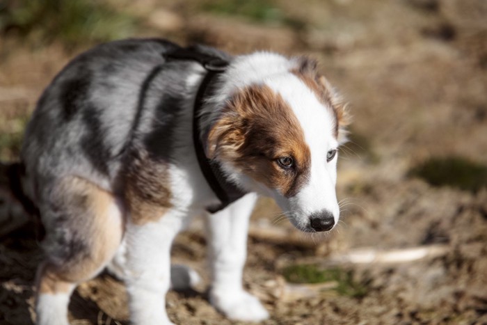 散歩中に排便する犬