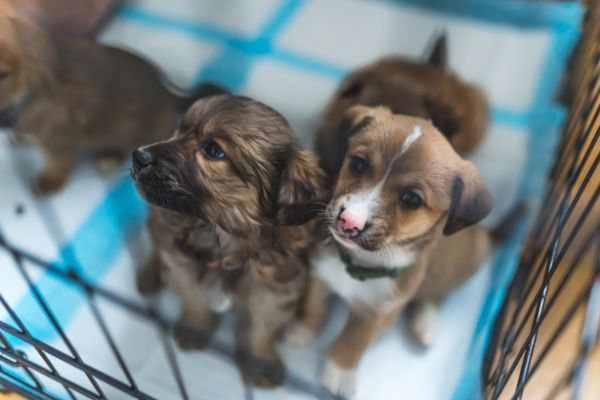 ケージに入った子犬