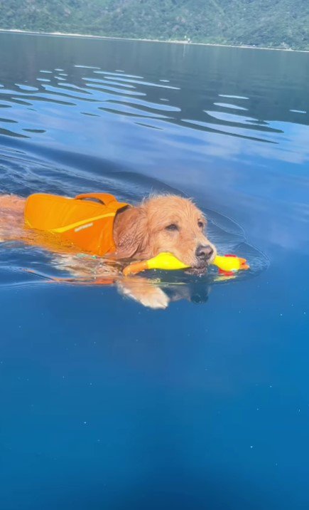 スイスイと海水浴