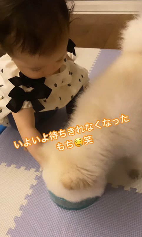 もちちゃんにご飯をあげるましろちゃん7