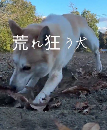 夢中で掘る姿にホッコリ