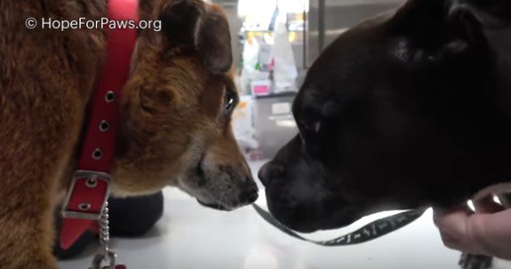 院内で他の犬にあいさつ