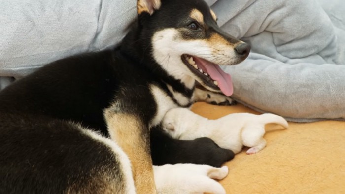 ヒナタちゃんと子犬たち