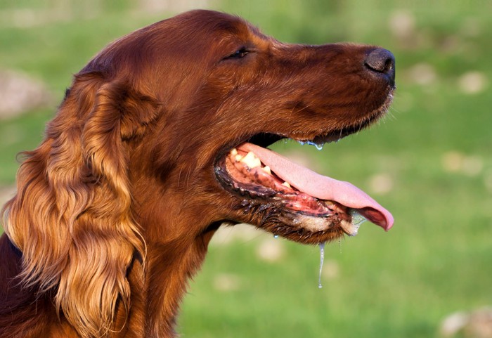 よだれを垂らす犬