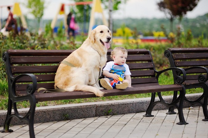 子守をする犬