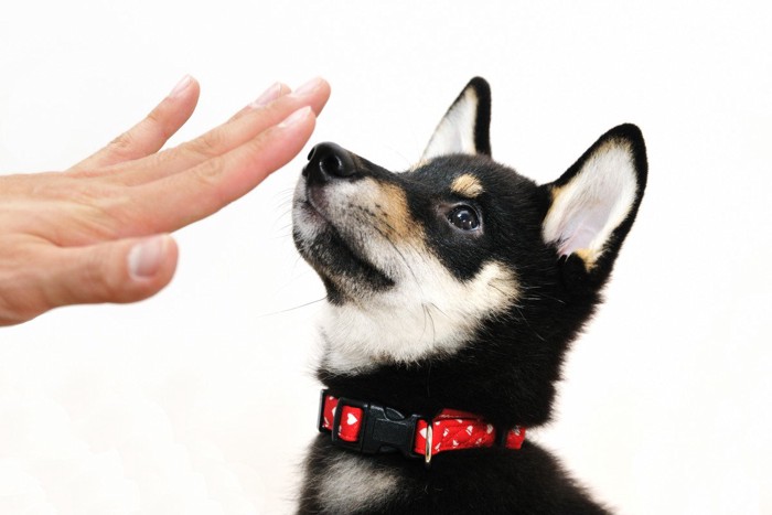 指示を出されている犬