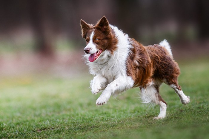 走る犬