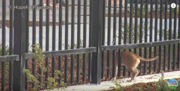 フェンスのすき間を通り抜ける犬