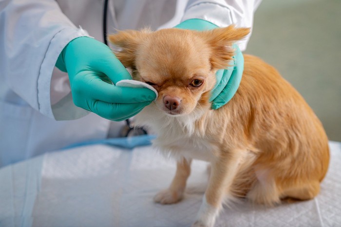 目ヤニを拭き取られる犬