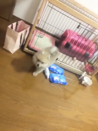 小さなコロンくん