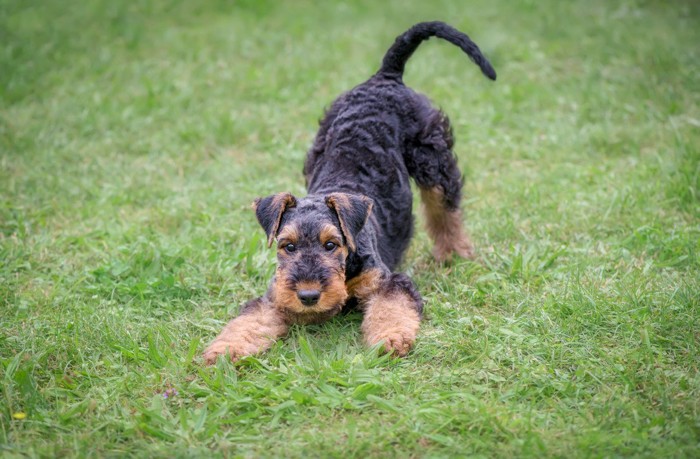 プレイバウの姿勢をする犬