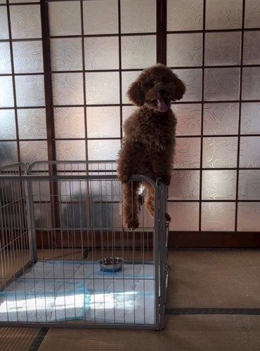 柵の上に乗る犬