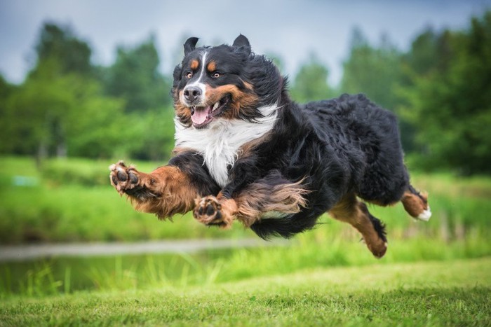 思いっきり走る犬