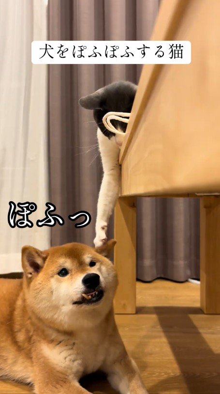 犬の頭に前足を乗せる猫