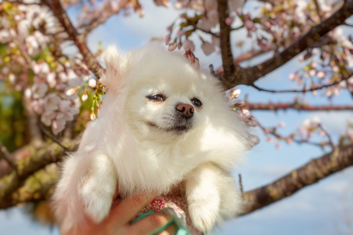 ポメラニアンと桜