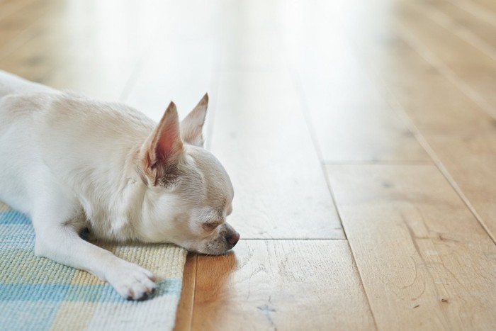 敷物に寝る犬