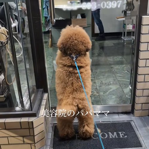美容院の前で待つ小型犬
