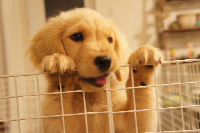 子犬のころの愛犬