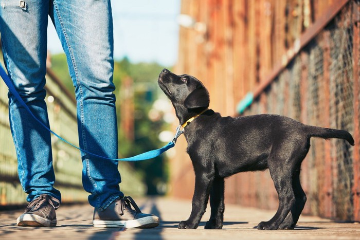 散歩中の黒い犬