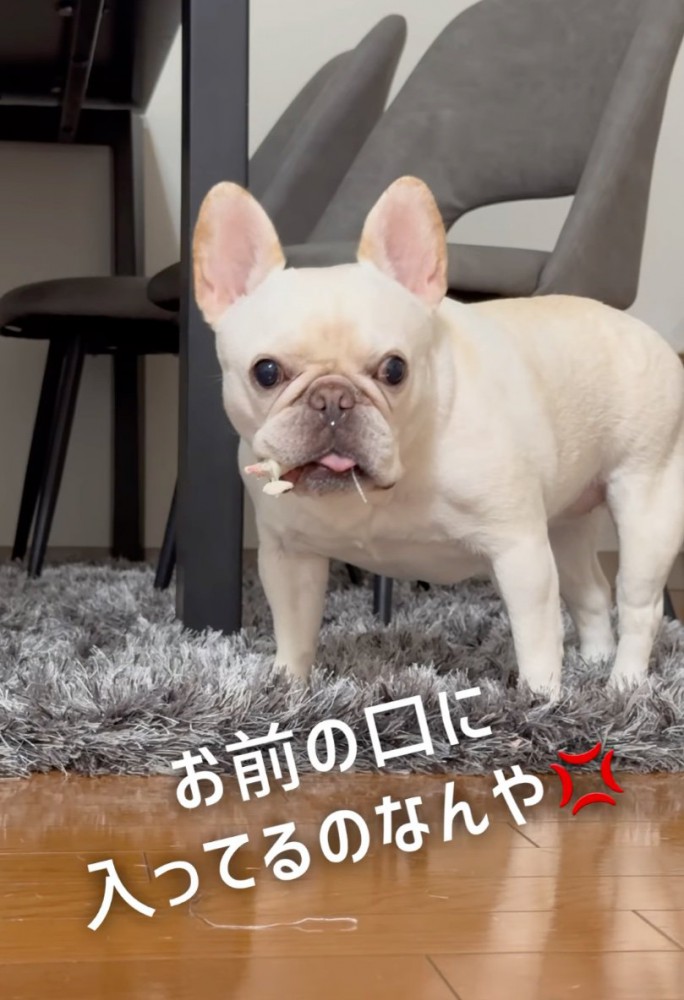 おやつを口元に入れる犬