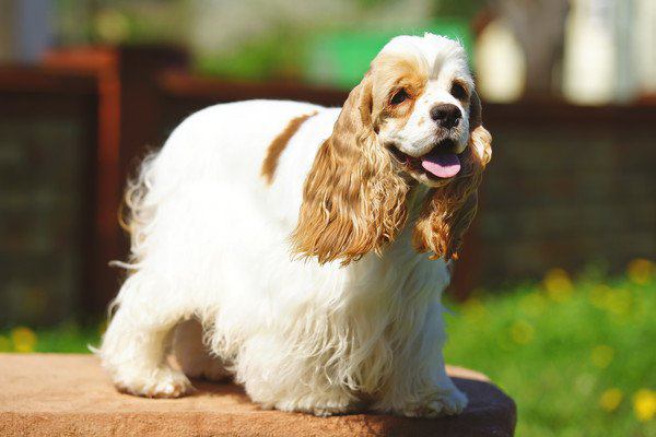 American Cocker Spaniel