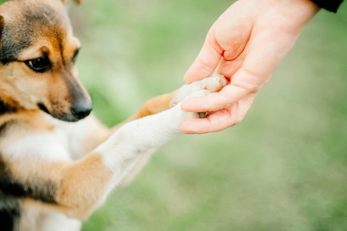 犬の前足を取る手