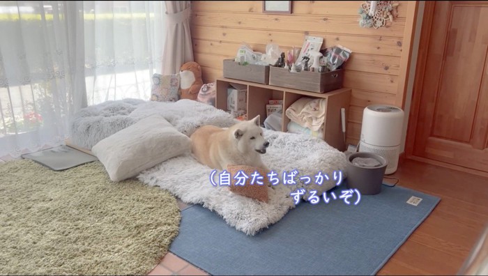 家族に向かって吠える犬