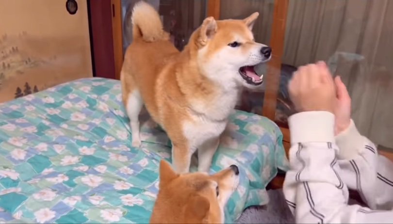 不満げに喋る柴犬