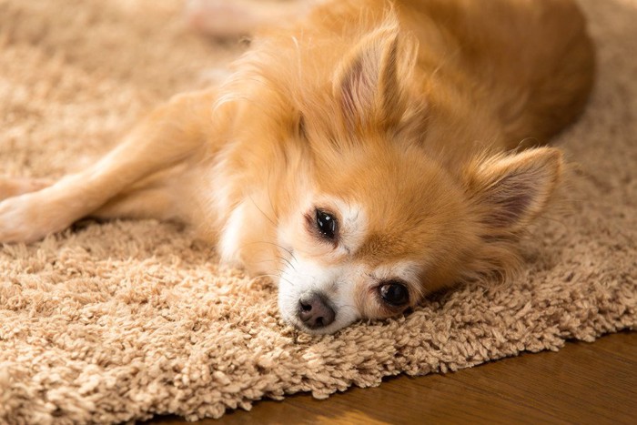 ぐったりしている犬