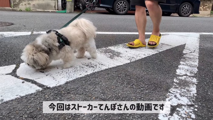 お散歩中のてんぽさん