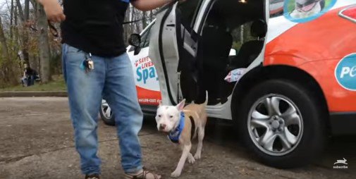 車から降りた犬