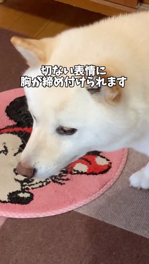 俯く犬
