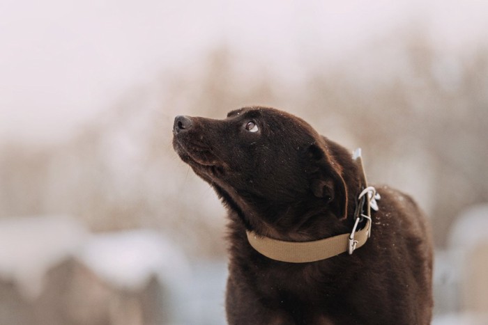 少し怯えた様子の犬