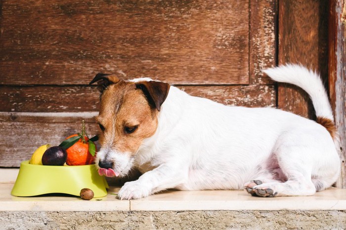 野菜と犬