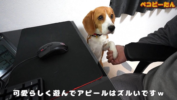 可愛いアピールのせいで集中できません♡