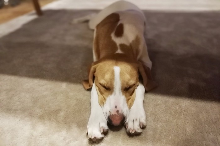 伏せて寝る茶白の犬