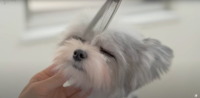 顔周りのカットをされる小型犬