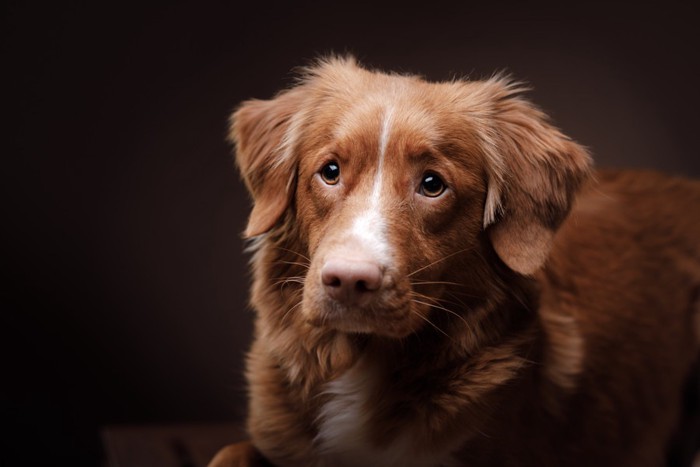 悲しい目で見つめる犬