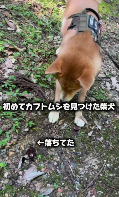 柴犬