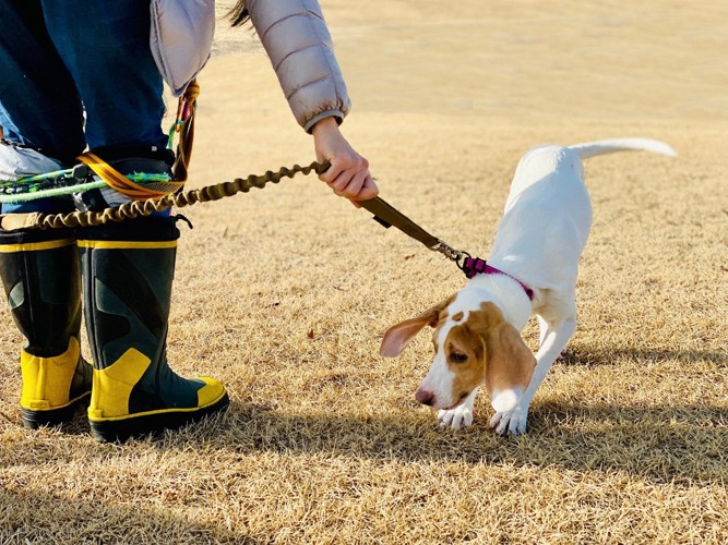 嫌がってる犬の写真