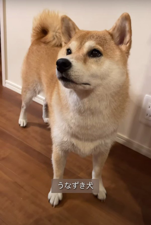 斜め上を見る犬