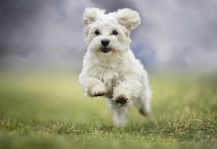 走る犬