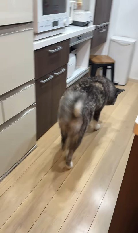 ソファ破壊事件後の大型犬たちの反応8