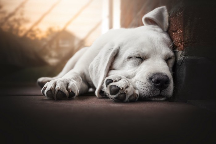 床で眠っているラブラドールレトリバーの子犬