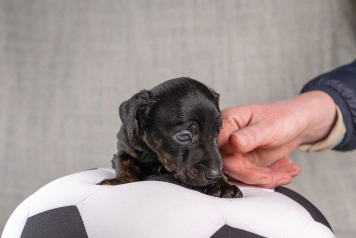 撫でられる犬