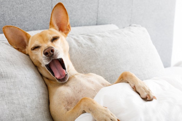 ベッドであくびをする犬